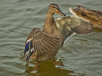 duck, brown, bird, fly, wings, feather, wildlife