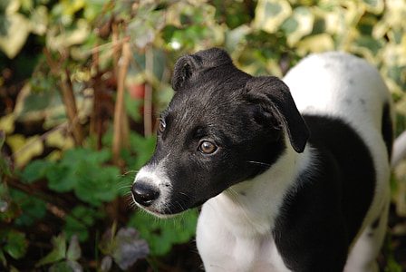 Lurcher, filhote de cachorro, canino, cão, animal de estimação, preto, Branco