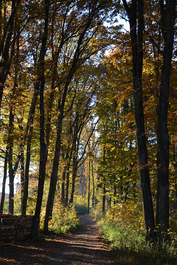 skogen, bort, hösten, träd, landskap, Trail, naturen