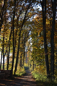 foresta, distanza, autunno, albero, paesaggio, sentiero, natura