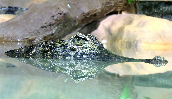aligator, zwierząt, Fotografia zwierząt, szczelnie-do góry, Krokodyl, oko, drapieżnik