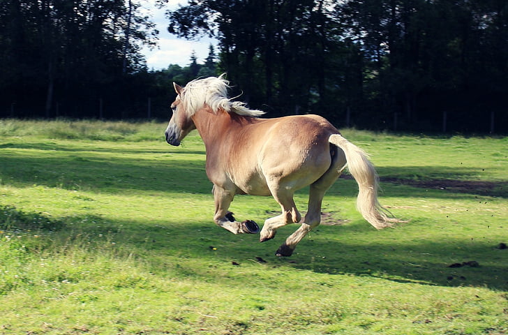 horse, running, dom, wild, animal, equine, gallop