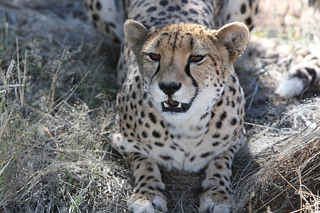 sepatu cheetah, Predator, Namibia, liar, alam, gurun, Safari