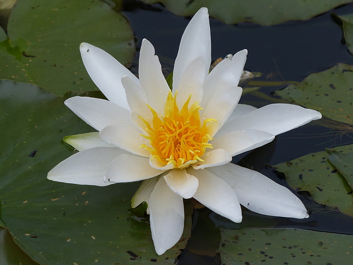 water lily, pond plant, water, bloom, spring, nuphar lutea, wet