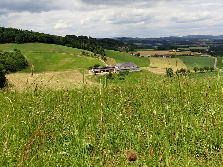 Austria, Alm, Prado, paisaje, del pasto, verde