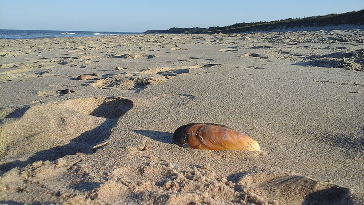 stranden, Seashell, Sand, Holiday