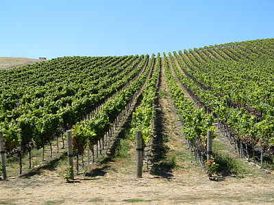 vingård, Californien, naturskønne, Winery
