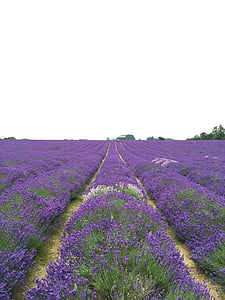 field, lavender, flower, natural, nature, purple, scenic