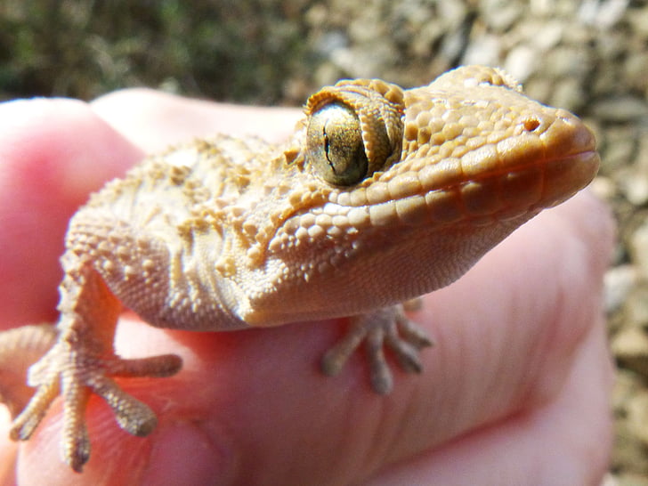 Gecko, øgle, drage, detaljer, Reptile