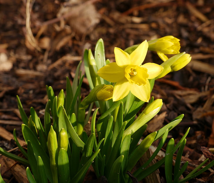 Tete en tete, Narcissus, påske, gul, frühlingsanfang, Spring awakening, broderi