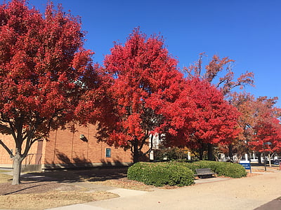 staré dominion university, jeseň, stromy, listy, strom, jeseň, vonku