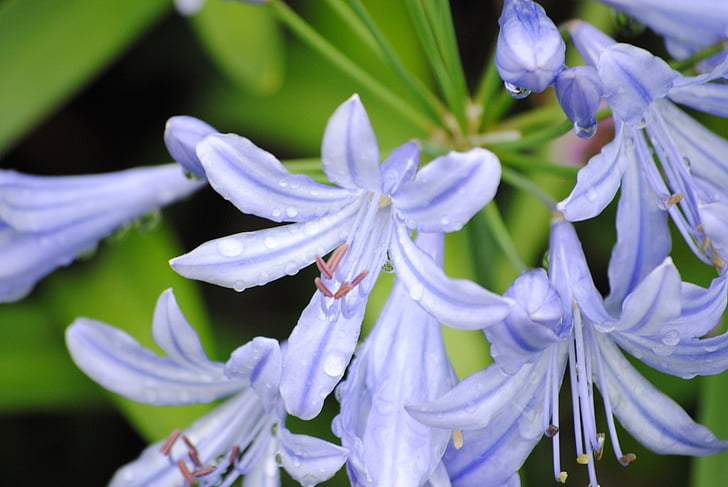 Agapanthus, blomster, blomstrer, Nærbilde, Lily of the nile, afrikanske blå lily, afrikanske lily