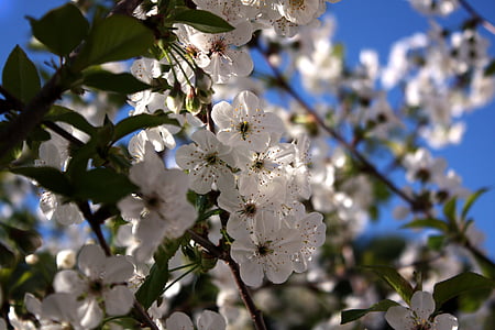 вишня, белые цветы синий фон, Белый, Голубой, вишни в цвету., цветок, Природа