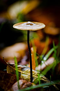 houba, Lesní půda, podzim, přírodní, Les, Dánsko