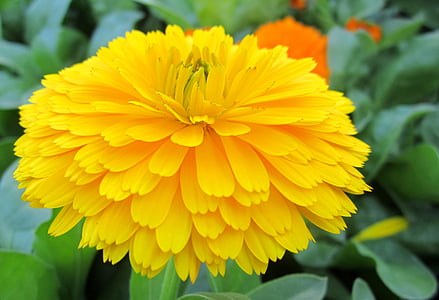 gul blomma, Vacker, gul, blommor, naturliga, trädgård, våren