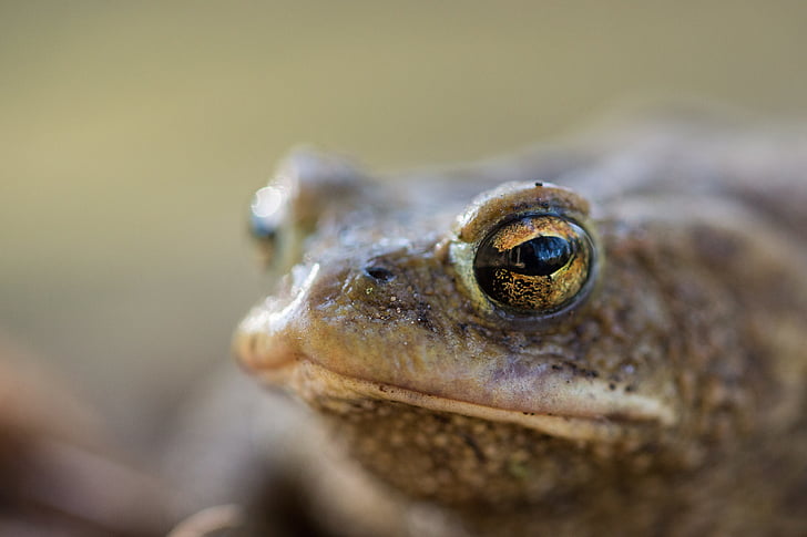 frog, toad, nature, amphibians, aquatic animal, animal, green