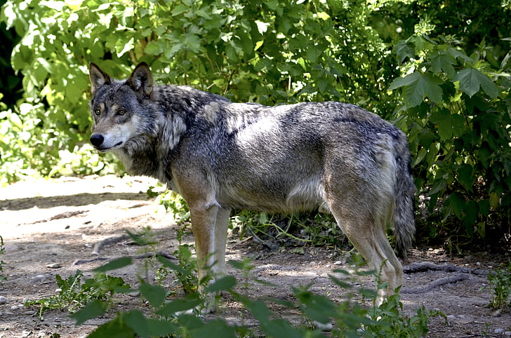 vilkas, miško, plėšrūnas, Canis Raudonoji, hundeartig, medžiotojas, mėsėdžiams