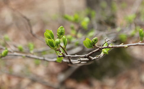 Bud, musim semi, muda, alam, pohon, cabang, tanaman