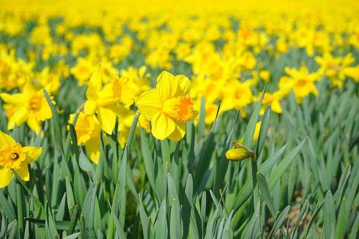 Påskelilje, nazisse, blomst, Blossom, Bloom, gul, forår