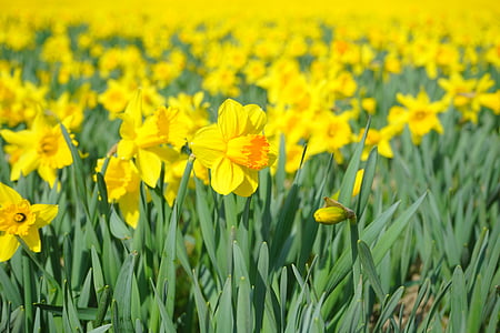 Daffodil, nazisse, flor, flor, flor, groc, primavera