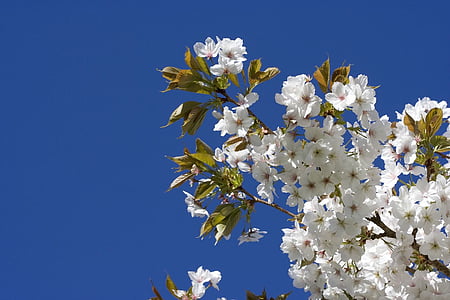 alb, Japoneză, cu flori, Cherry, floare, floare, floare