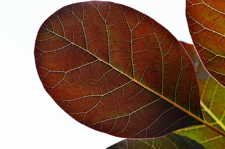 Leaf, Anläggningen, naturen, röd, bakgrund
