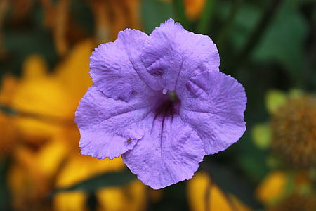 purple flower, plant, garden, nature, flower, leaf, close-up