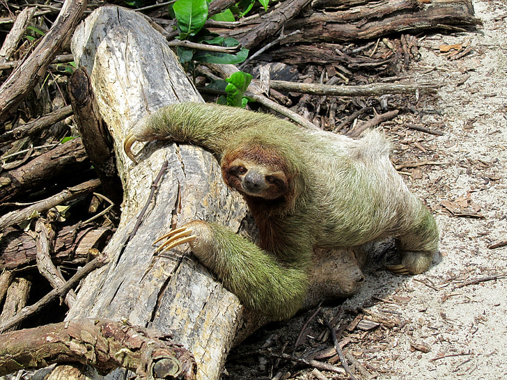 preguiçoso, Costa Rica, natureza, fauna, animal, mamífero, vida selvagem