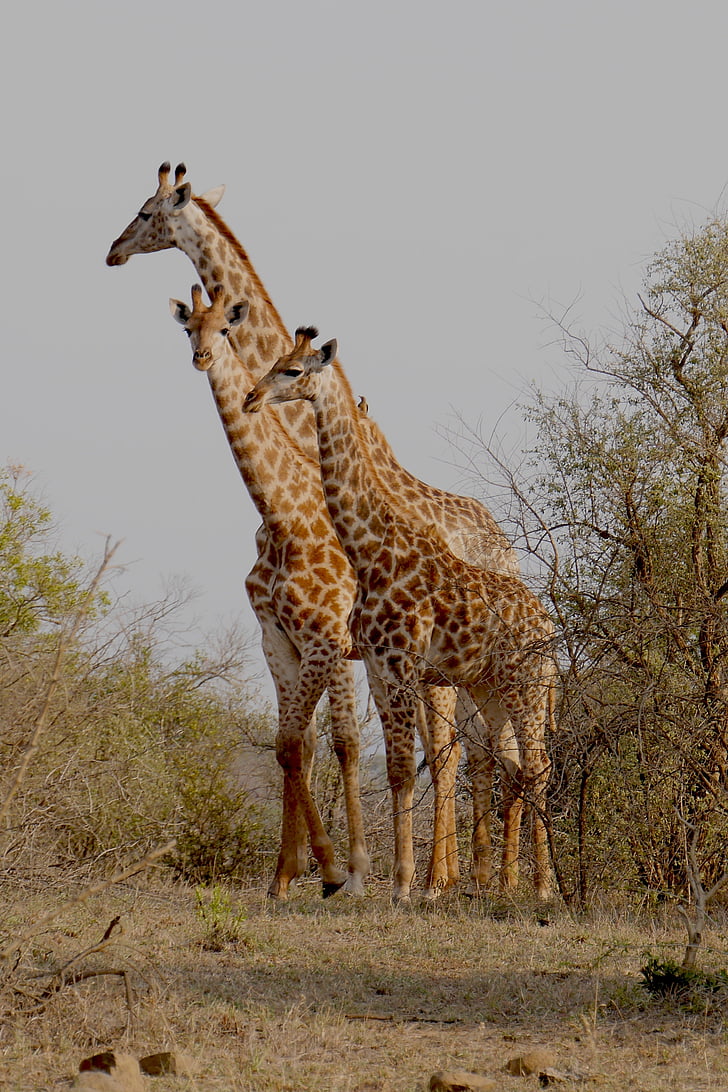 Republika Południowej Afryki, Hluhluwe, Żyrafa, zwierzęta, park narodowy, dzikie zwierzę, Afryka