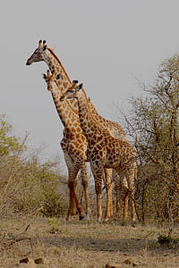 Dél-Afrika, Hluhluwe, zsiráf, állatok, nemzeti park, vadon élő állatok, Afrika