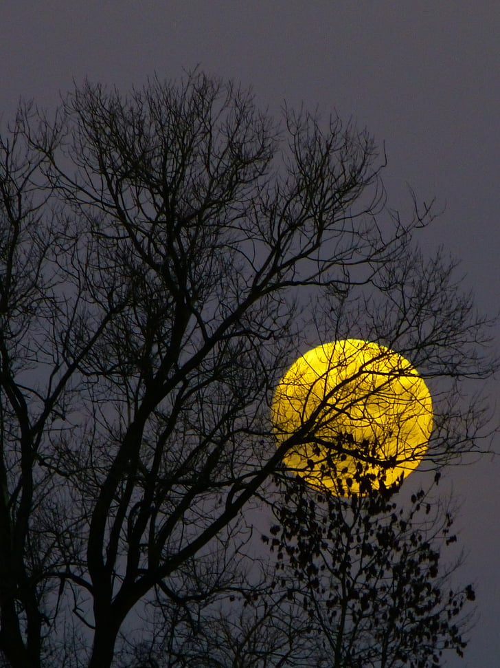 Moon, täiskuu, Kuutõus kadakasel karjamaal, õhtul, videvik, Moonlight, puu