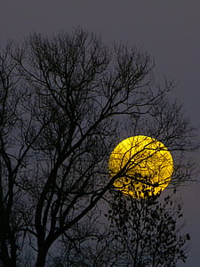 Луна, Полная Луна, Восход Луны, Вечер, Сумерки, Лунный свет, дерево