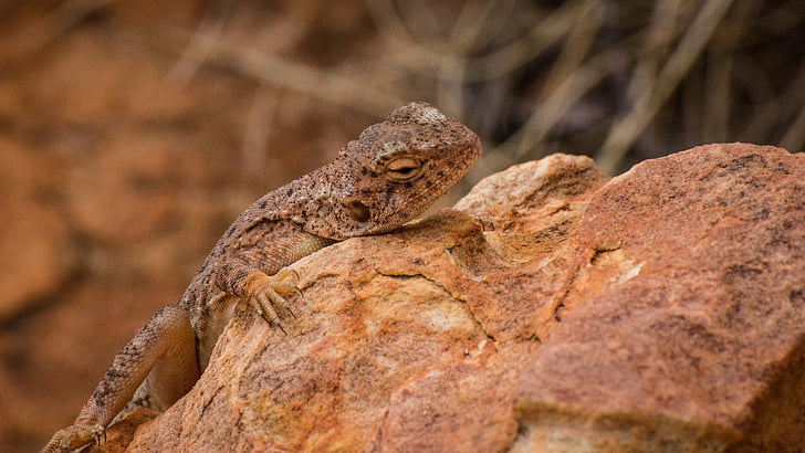 llangardaix, desert de, rèptil