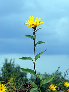sunflower, autumn, yellow, flower, wild, sky, blue