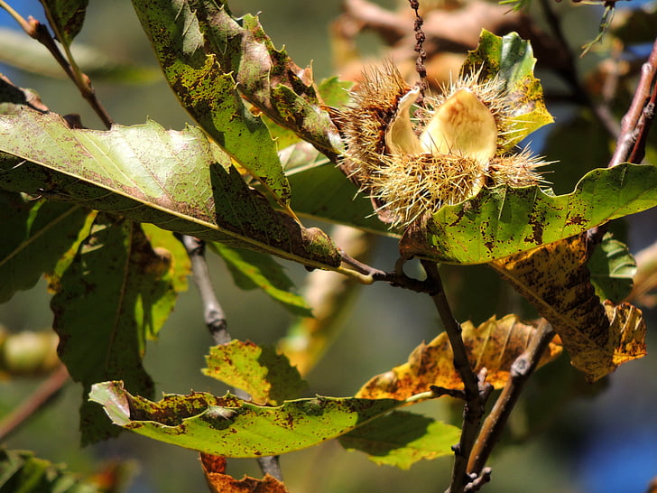 chestnut, Buka, musim gugur, pohon, alam