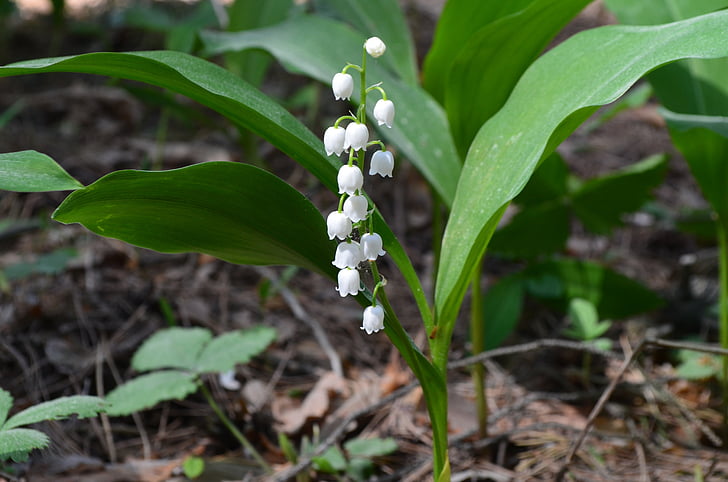 lily of the valley, convallária, flower, nature, leaf, agriculture, plant