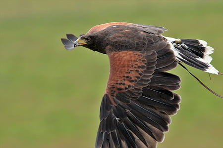 harris hawk, falconry, harris, bird, hunter, predator, wildlife