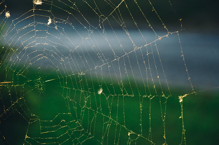 cobweb, spider's web, spiderweb