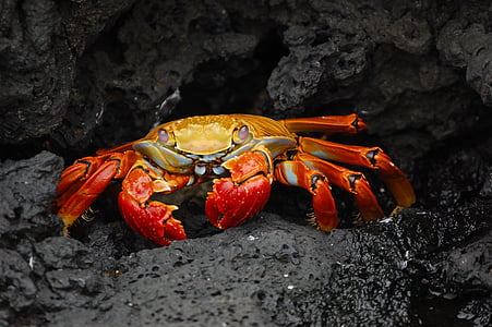 röd, Orange, Rocky, yta, krabba, externa externa, skaldjur