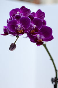 Orchid, blomst, fiolett, fargerike blomster, Flora, kronblad, natur