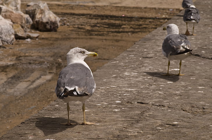 seagull, sea, atlantic, essaouira, morocco, seevogel, gull at sea
