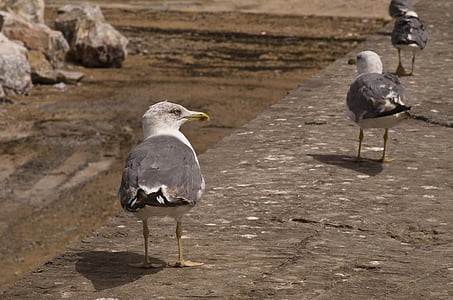 Seagull, mar, Atlántico, Essaouira, Marruecos, seevogel, Gaviota en el mar