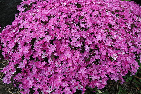 Phlox, Hoa, phlox leo, màu hồng, Thiên nhiên, thực vật, Sân vườn