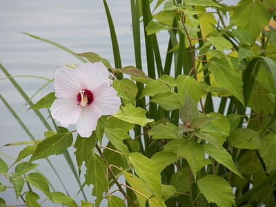 cvijet, vode, ribnjak, ljeto, slobodno vrijeme, jezero, bazen