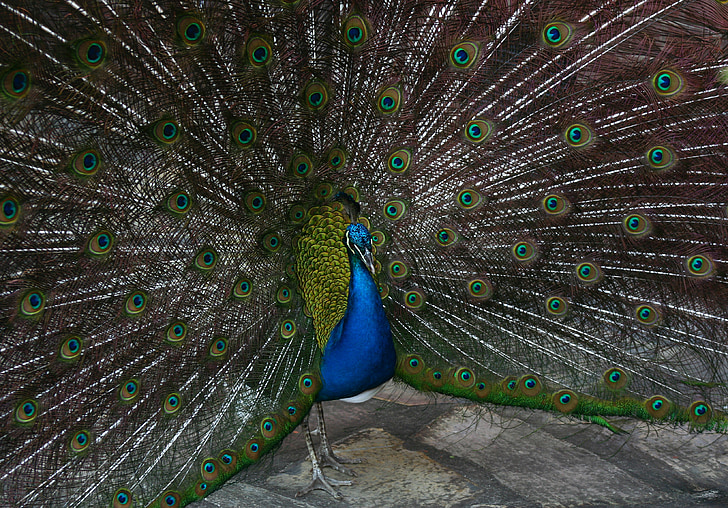 Peacock, vogel, vederwild
