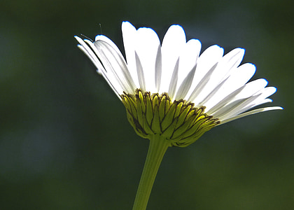 Daisy, Blume, Marguerite, Bloom, Flora, Detail, Natur