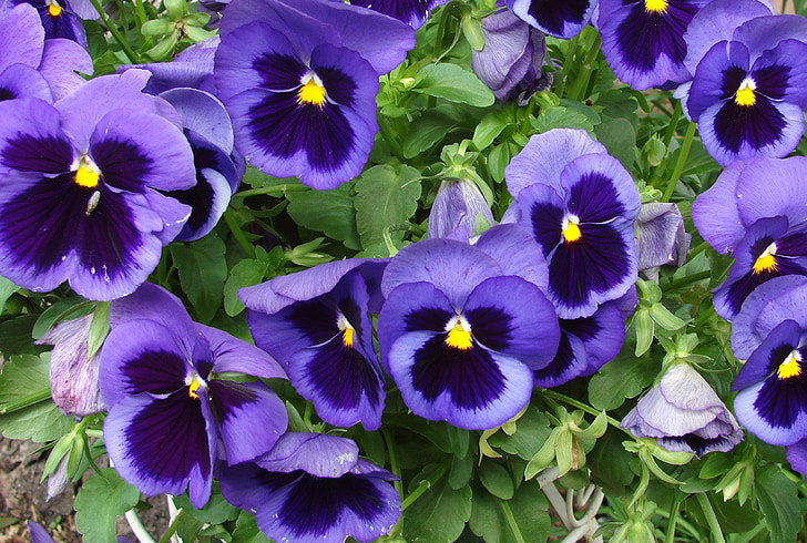 Viola, maceška, květiny, květinové, jaro, závod, Příroda