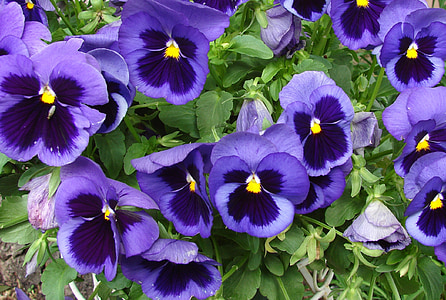 viola, viola del pensiero, fiori, floreale, primavera, pianta, natura