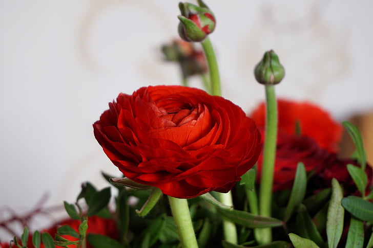 flower, blossom, bloom, plant, nature, close, red