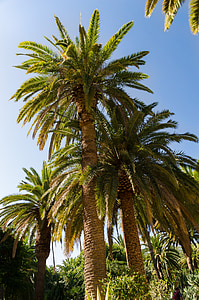 Santa cruz, Tenerife, Kanárske ostrovy, Španielsko, Ostrov, datľovník, Palm